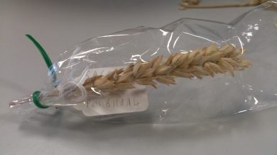 harvested bagged wheat head